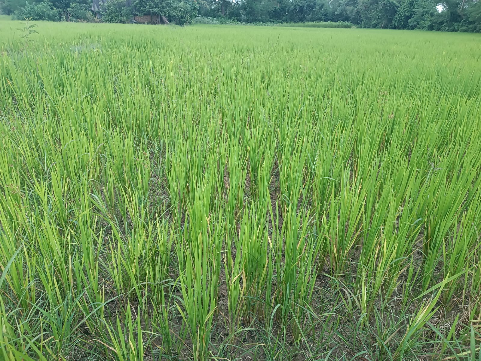 मलको  अभावले धान पहेँलै, भारतीय बजारमा समेत पाइएन मल